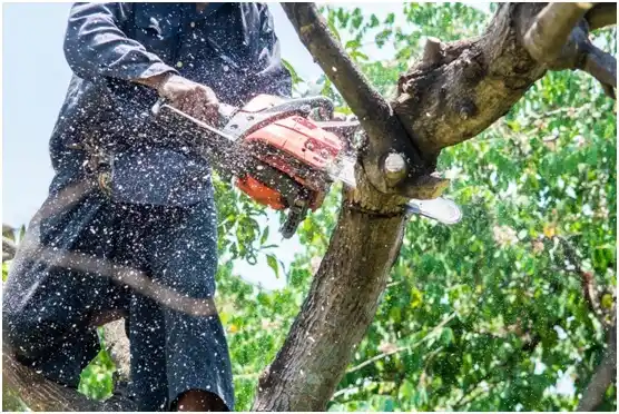 tree services Clyman